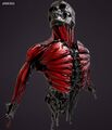 Skull muscles by Jeison silva.jpg